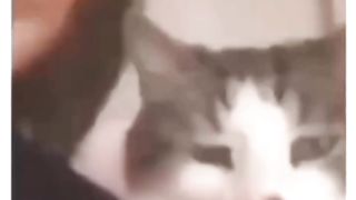 Funny video Try not to lough