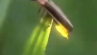 Fire flying video