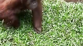Orangutan puts on sunglasses