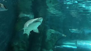 Shark