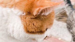 Graceful White Yellow Cat: Elegant Stance & Curious Gaze