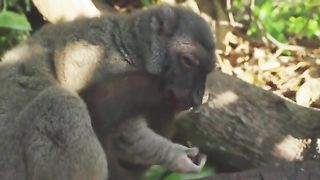 Lemurs get high by biting cyanide secreting millipedes