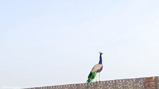 Peacock dance party