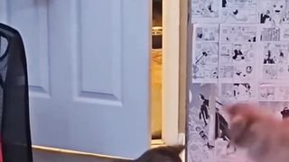 قطط مضحك