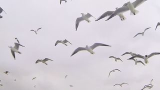 The seagulls