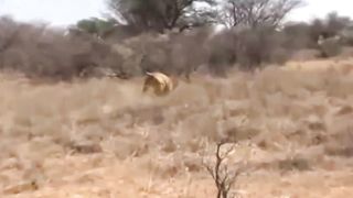 Male Lion Charge. Dangerous Game Hunting. - chasse Du lion.