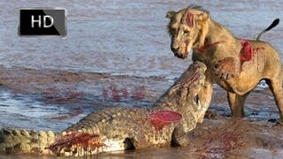 dans une minute!! Superbes photos de prédation prises par des touristes en Afrique.