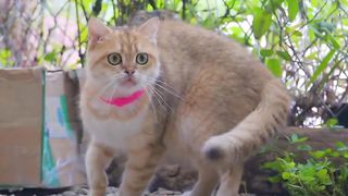4K Quality Animal Footage - Cats and Kittens Beautiful Scenes Episode 9 | Viral Cat