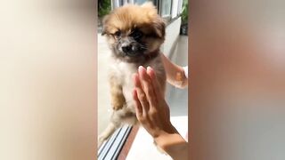 Clips d'animaux drôles
