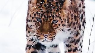 Jagwar cat