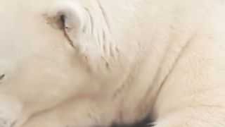 White Bear