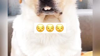 Very cute funny dog