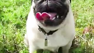 My pet