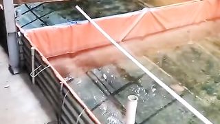 Induk lele BOBOT 5kg Apakah masih bisa DIPIJAHKAN❓