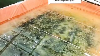 Angkat indukan setelah bertelur, selalu gunakan KAKABAN saat pemijahan