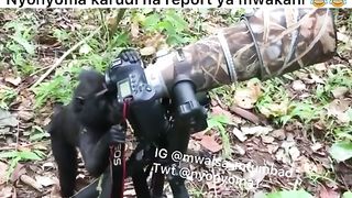 Kichekesho