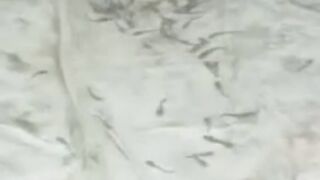 Sortir itu penyelamat bagi kami, kami sadar ikan lele itu KANIBAL, kita cegah dengan SORTIR