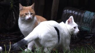 Cats enjoying