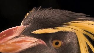 The northern rockhopper penguin small size big personality