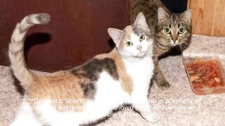 Choosing the Perfect Cat Companion: A Guide to Choosing the Right Cat Breed for Your Home