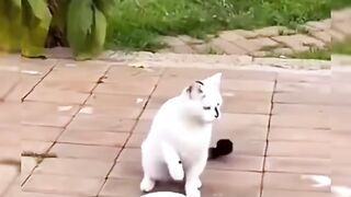 Smart cat