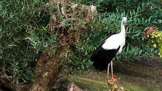 Bird_nature_beautiful