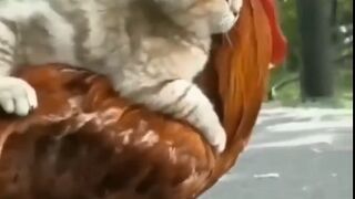الحقونى