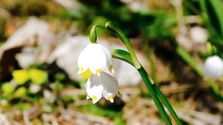 Flowers_nature_beautiful