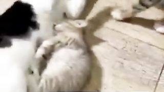 هذا هو حال القطط