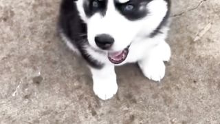 Mu dog????