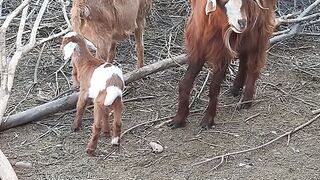 Baby animal