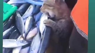 الصريق سماك الي اين أيها القط