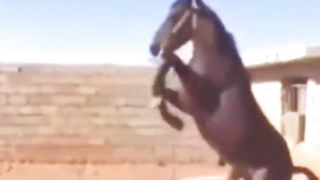 Horse's hatred of dogs, revenge war between monkeys and dogs, animals and wildlife.