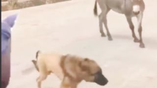 There Michael the donkey bites the dog.