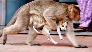 Rampaging monkeys kill dogs in revenge massacre