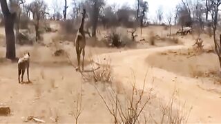Mother giraffe kicks lion's head hard to save herself, the cruel life of wild animals