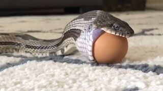 The snake steals eggs
