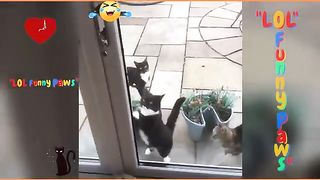 New Funniest Animals
