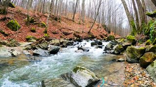 Nature is beauty