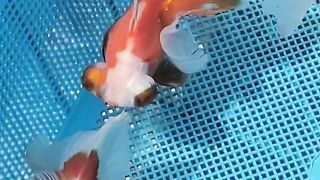 Ikan-ikan di kolam