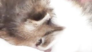 Love cats