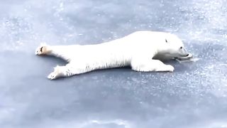 Bear Cute
