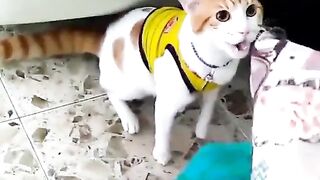 My pet