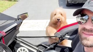 Come with me to shave my fluffy dog! #doggrooming #grooming #goldendoodle
