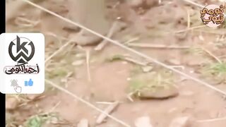 حيوانات غبية عبثت مع الكهرباء فكان هذا نصيبها .. شئ لا يصدق