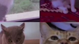 Niece video