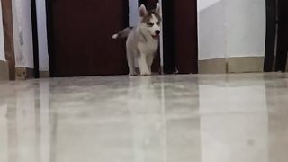 Siberian Husky puppy