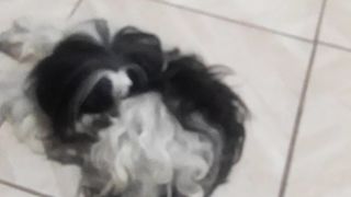 Os cachorrinhos
