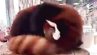 Did you know that Red Pandas use their tails as pillows?