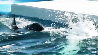 Whale